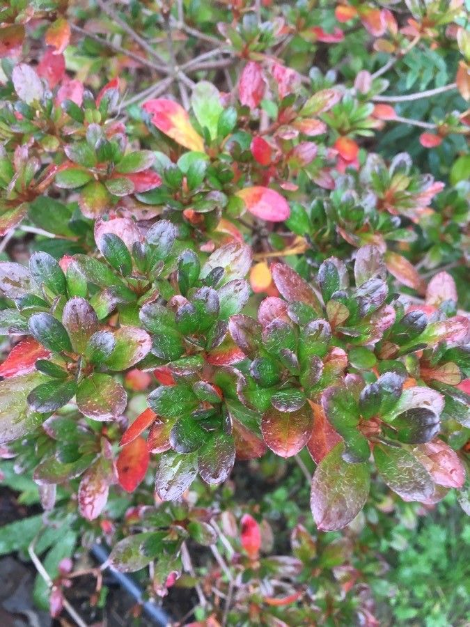 Rhododendron x obtusum — houseplant care guide