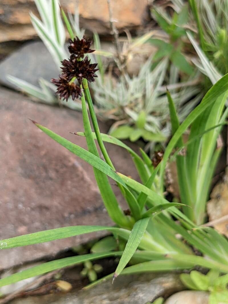 Juncus ensifolius leaf