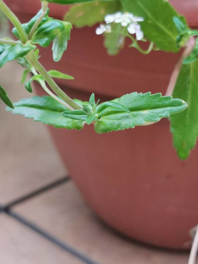 Collinsia bartsiifolia leaf