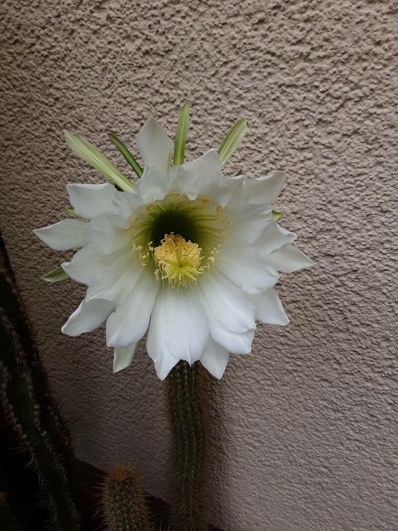 Echinopsis camarguensis flower