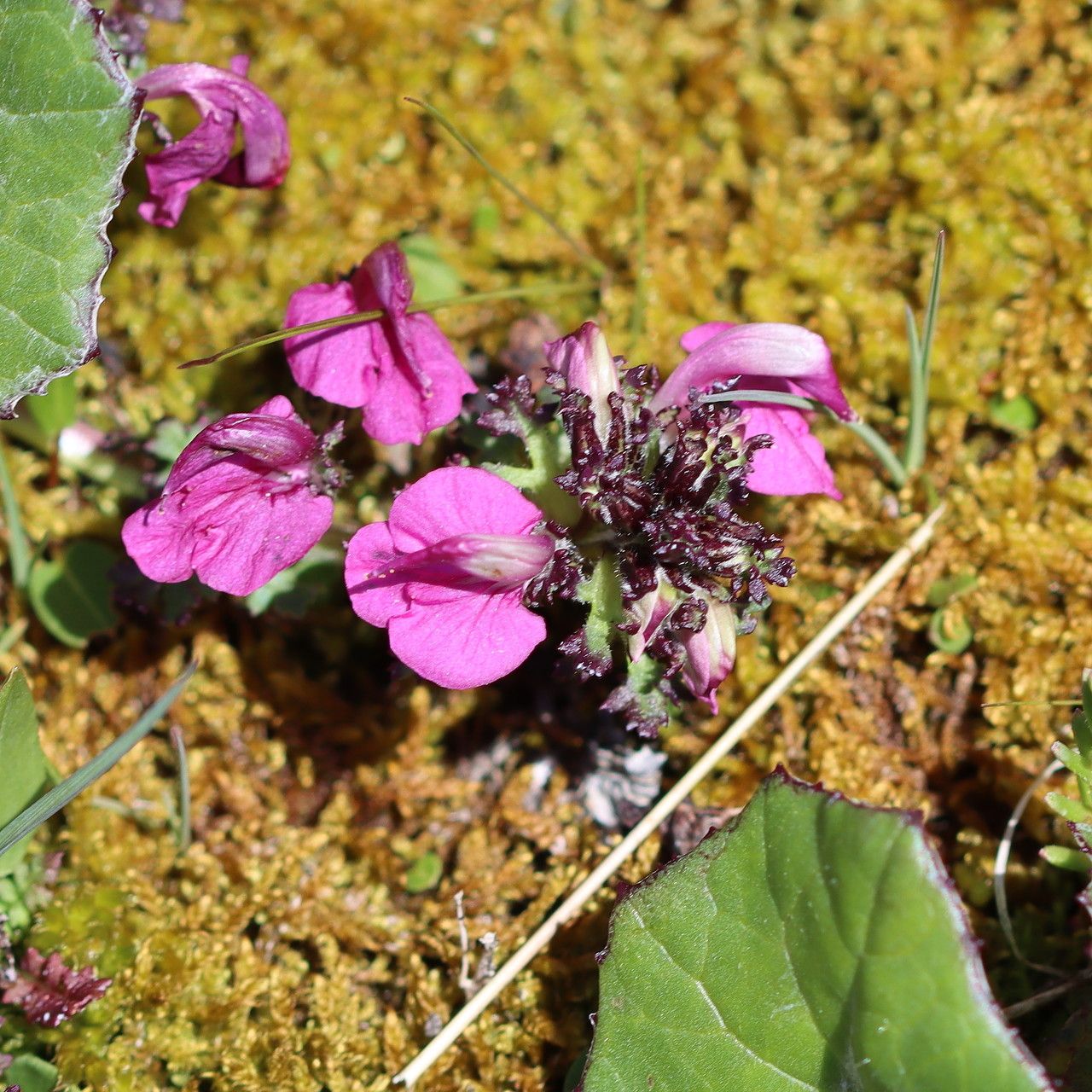 Pedicularis kerneri flower