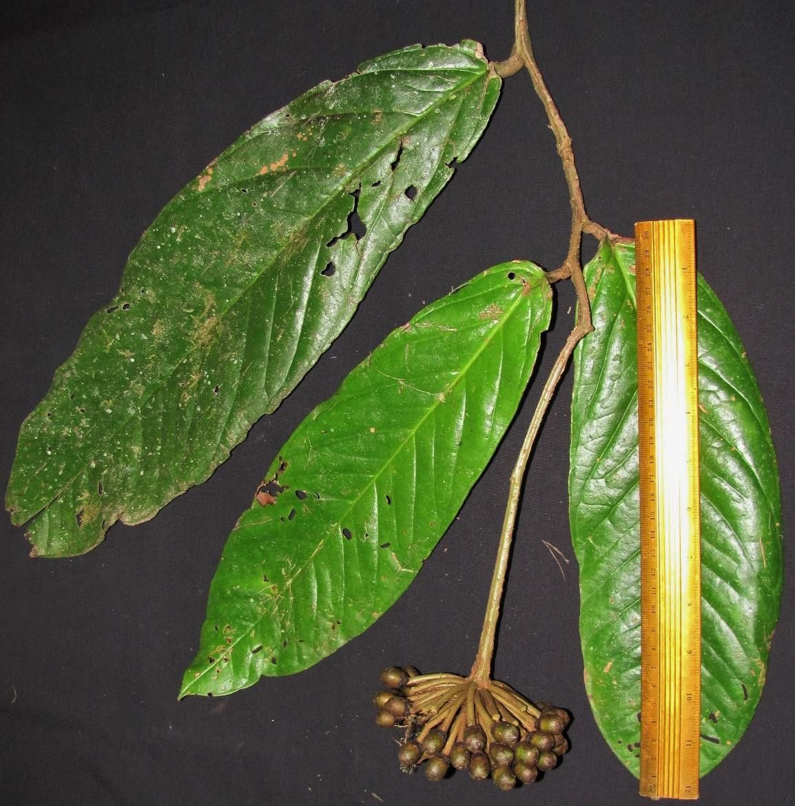 Marcgravia roonii other