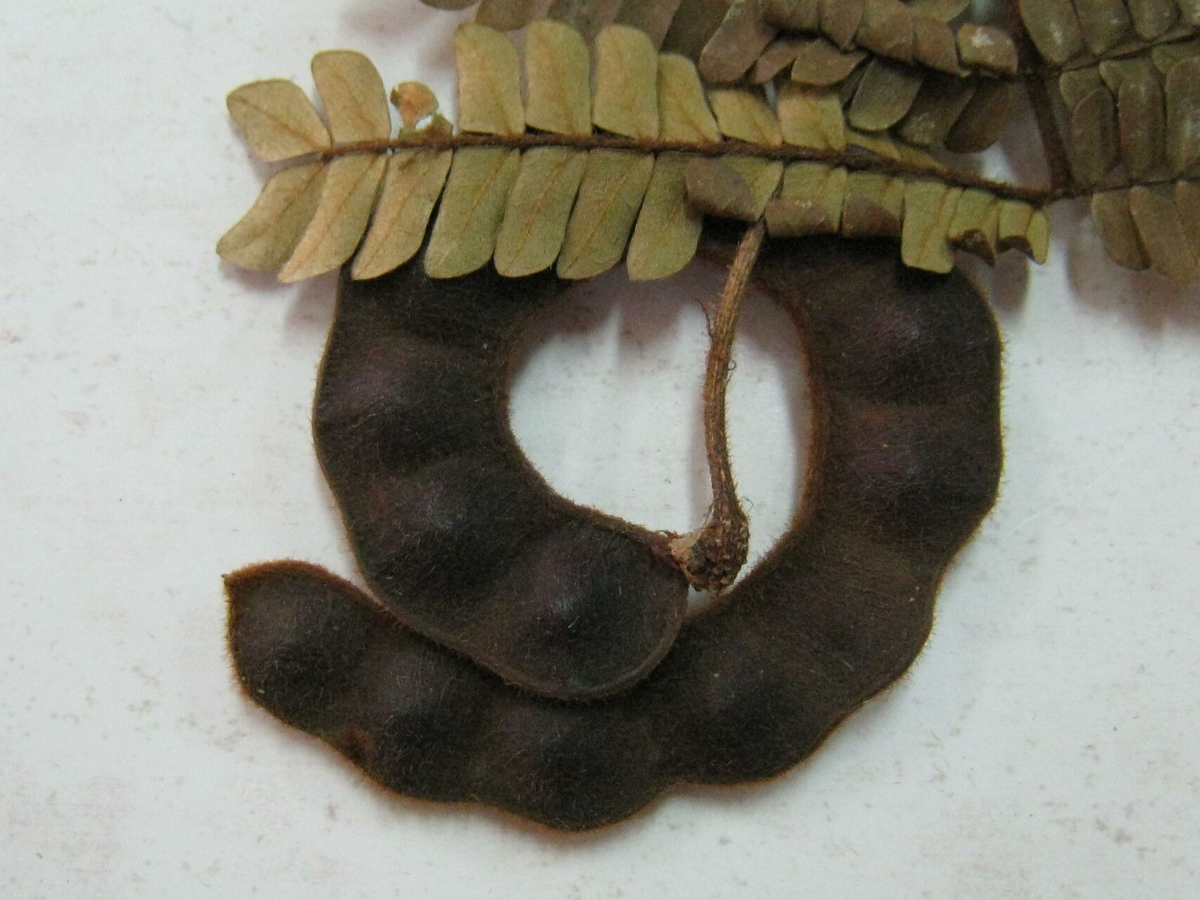 Jupunba barbouriana fruit