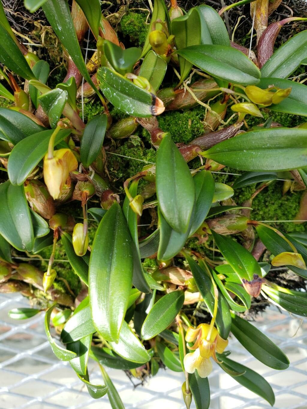 Dendrobium brunneum — houseplant care guide