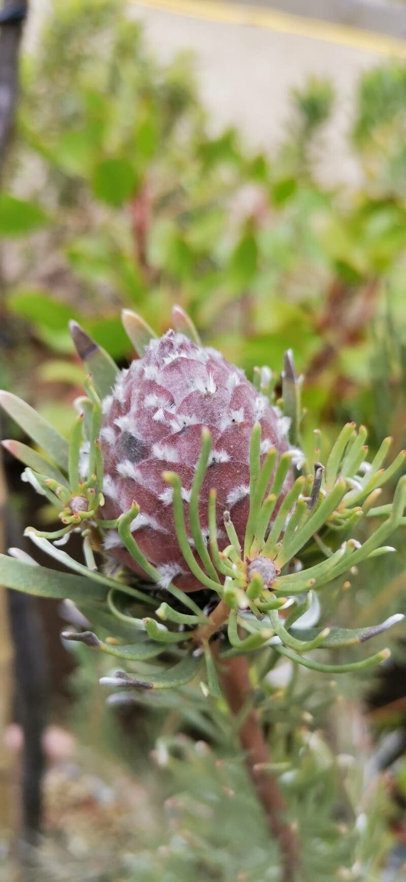 Leucadendron album other