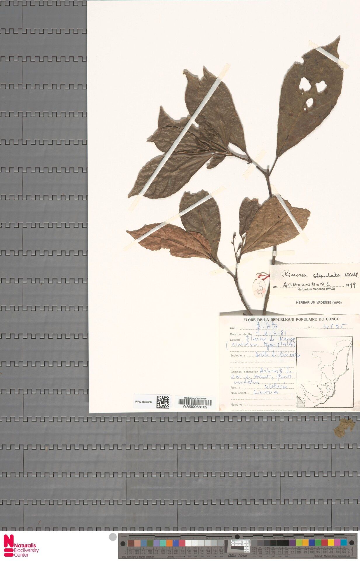 Rinorea stipulata — houseplant care guide