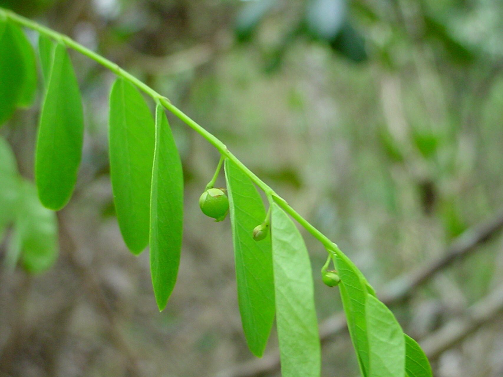 Phyllanthus deplanchei — houseplant care guide