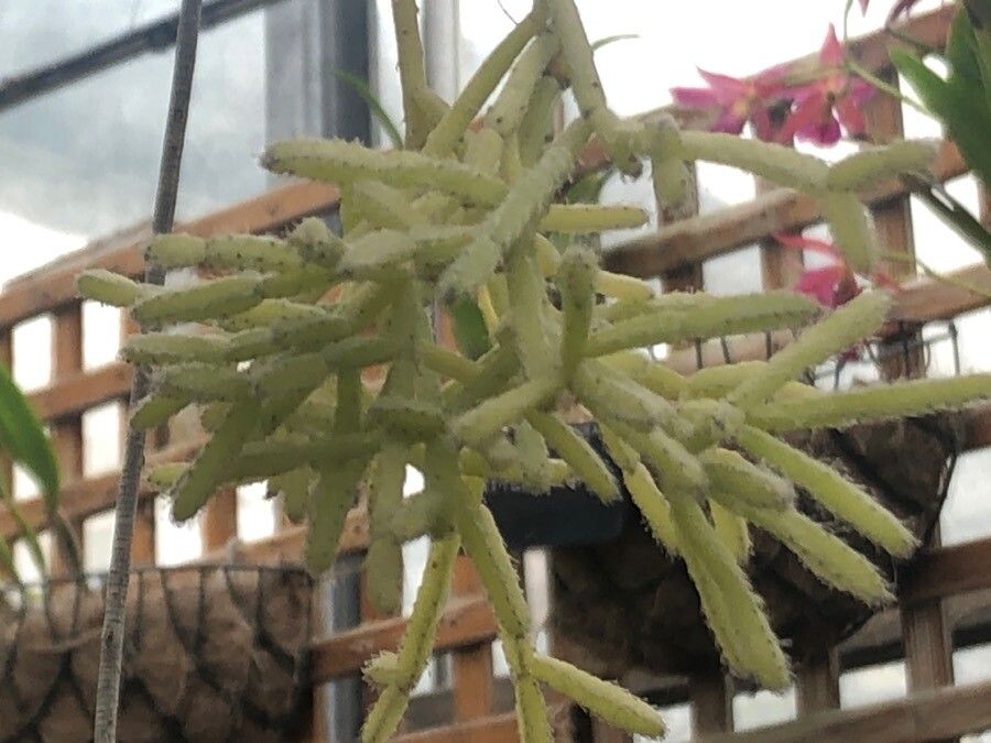 Rhipsalis cereuscula — search result for 'Rhipsalis'