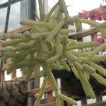 Rhipsalis cereuscula