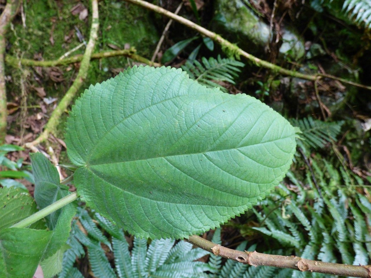 Boehmeria grandis leaf