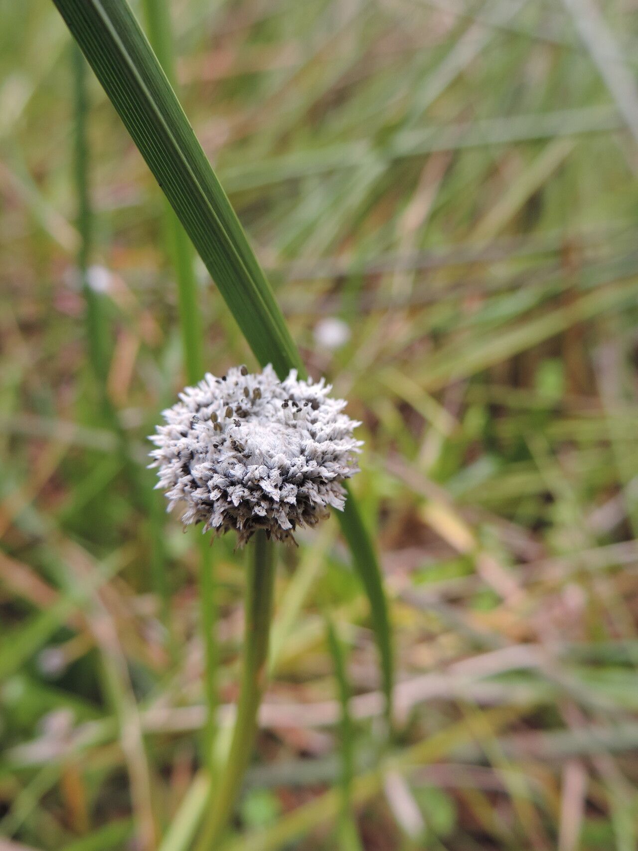 Eriocaulon schimperi — houseplant care guide
