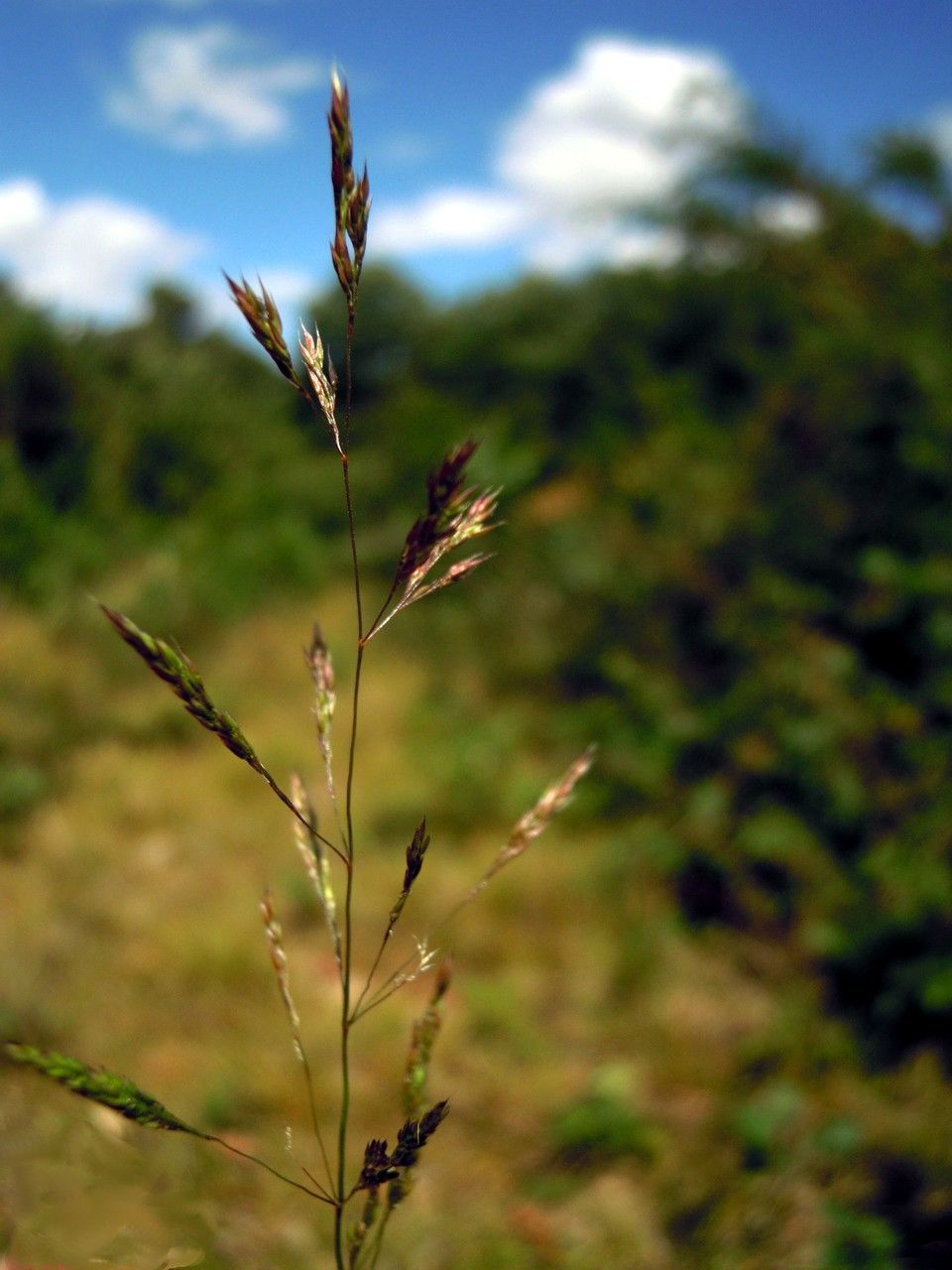 Agrostis vinealis fruit
