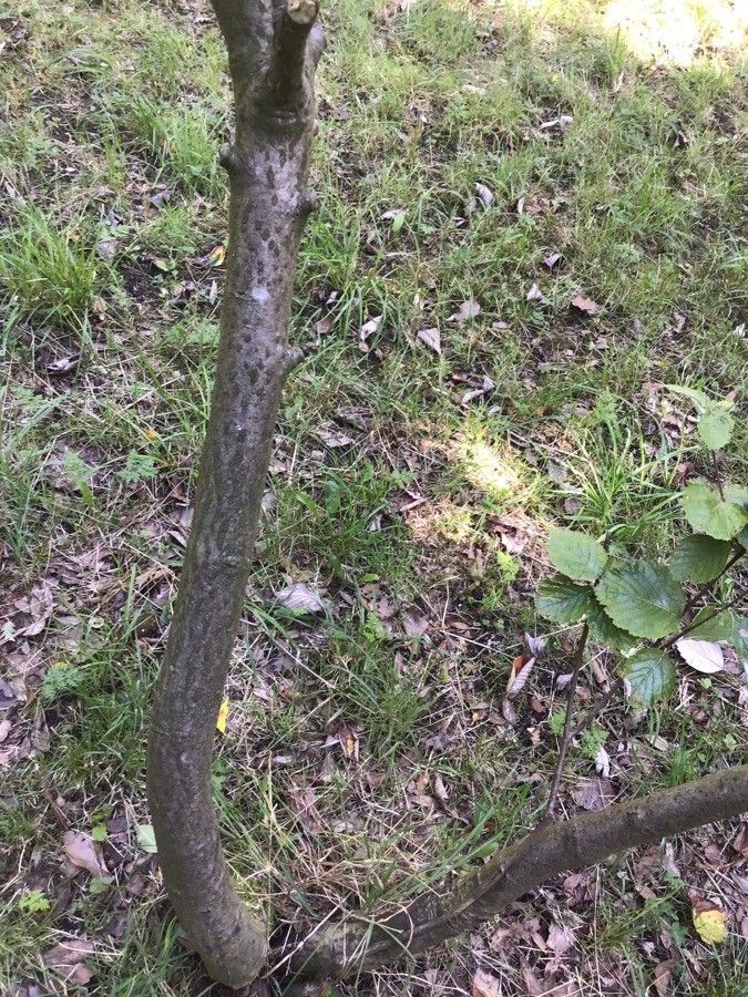 Sorbus lancastriensis bark