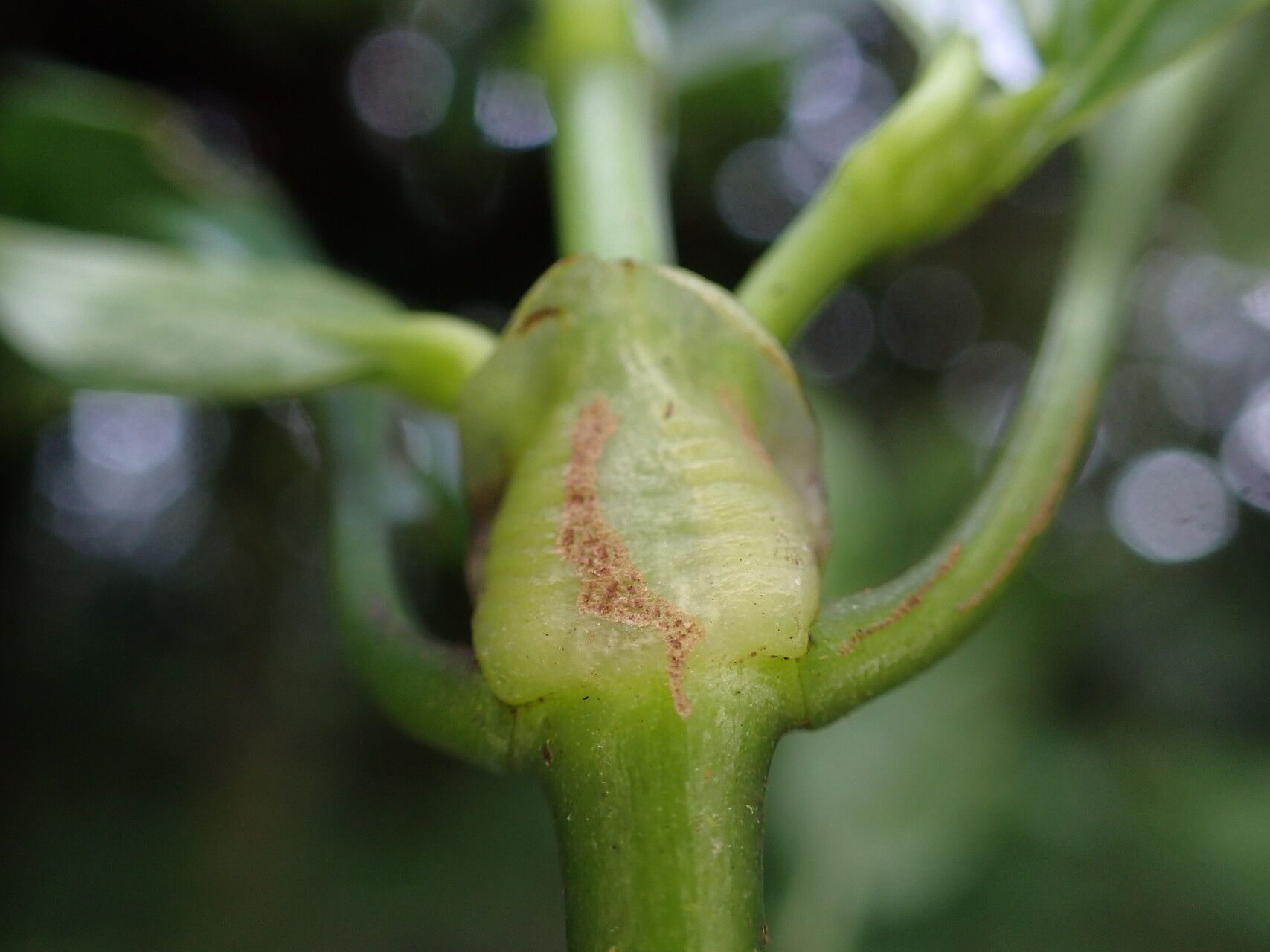 Psychotria exellii bark