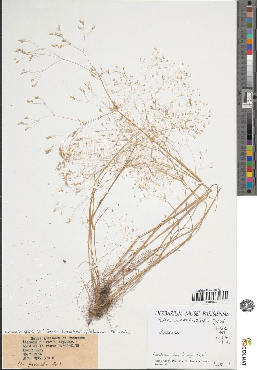 Aira provincialis other