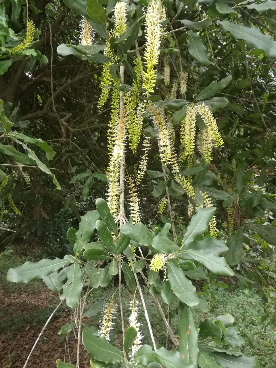 Macadamia ternifolia leaf