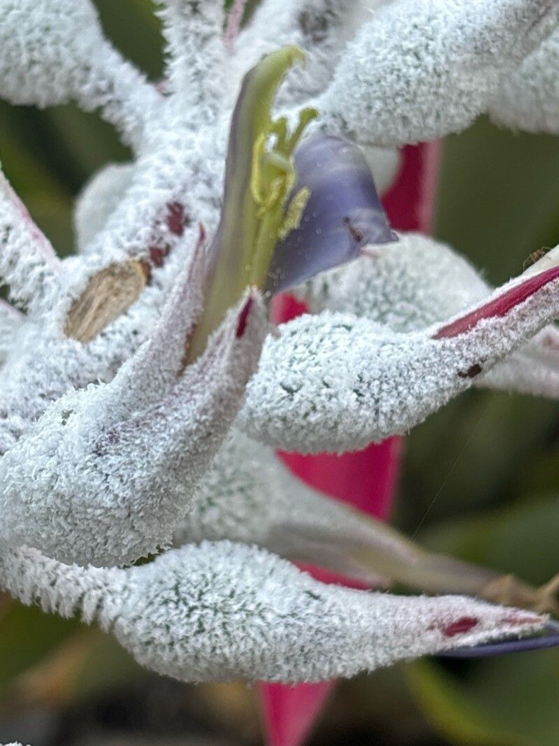 Aechmea mcvaughii flower