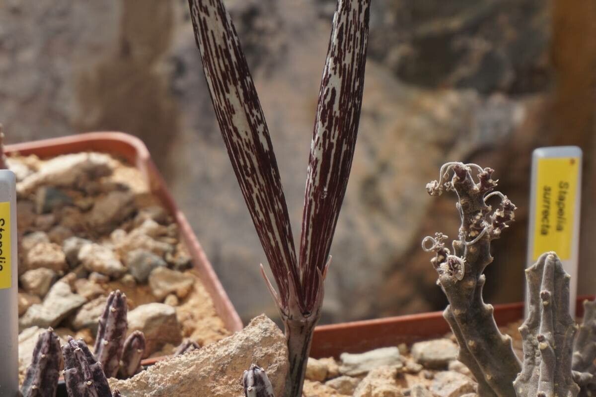 Caralluma burchardii bark