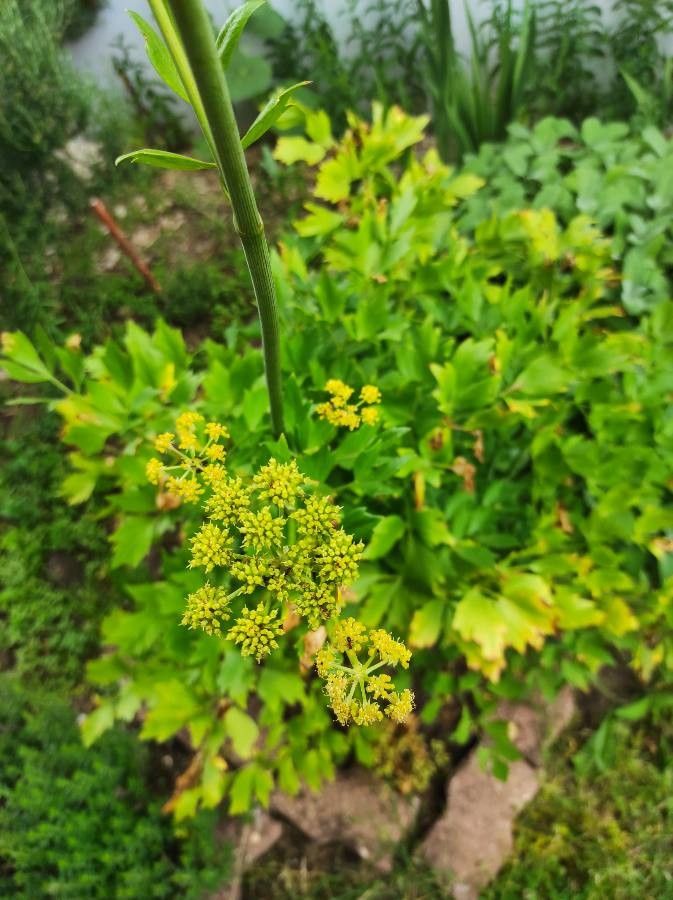 Levisticum officinale flower