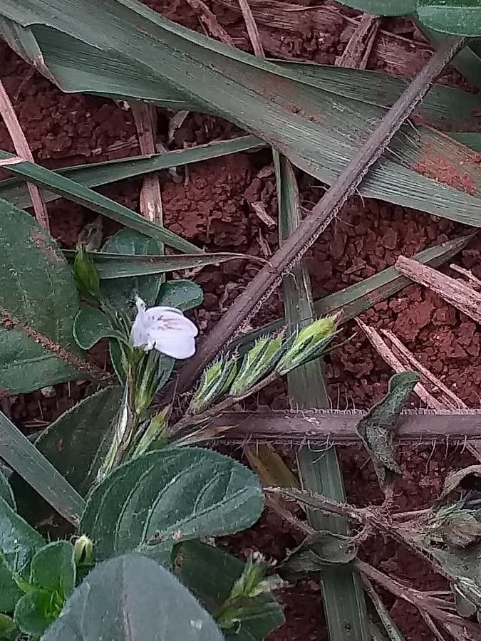 Hypoestes forsskaolii flower