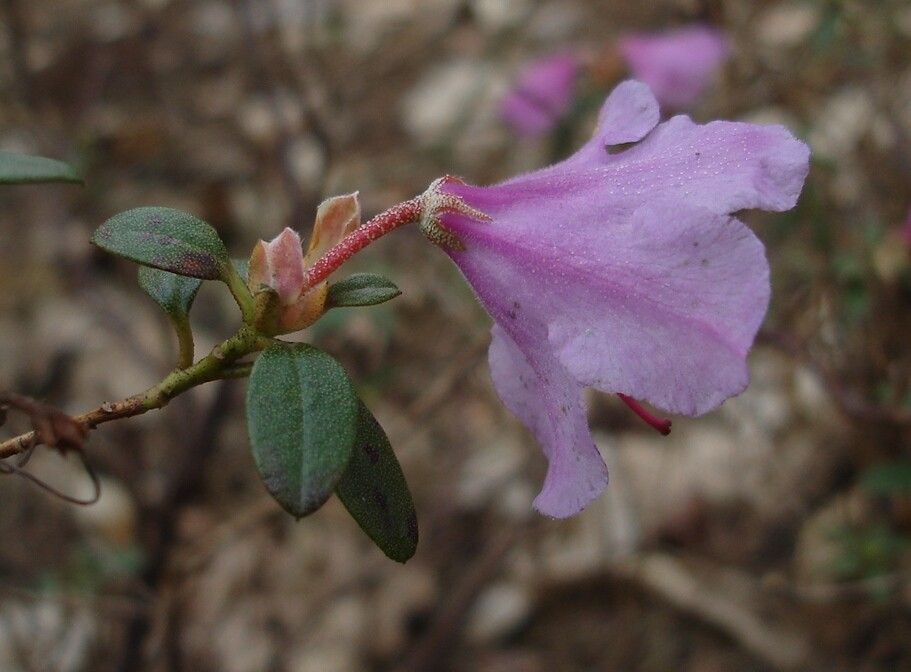Rhododendron uniflorum flower