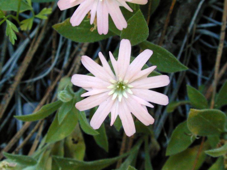Silene hookeri flower