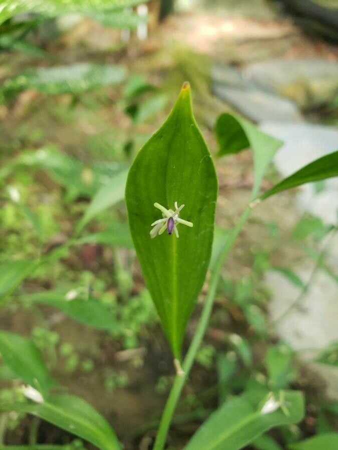 Ruscus hypoglossum flower