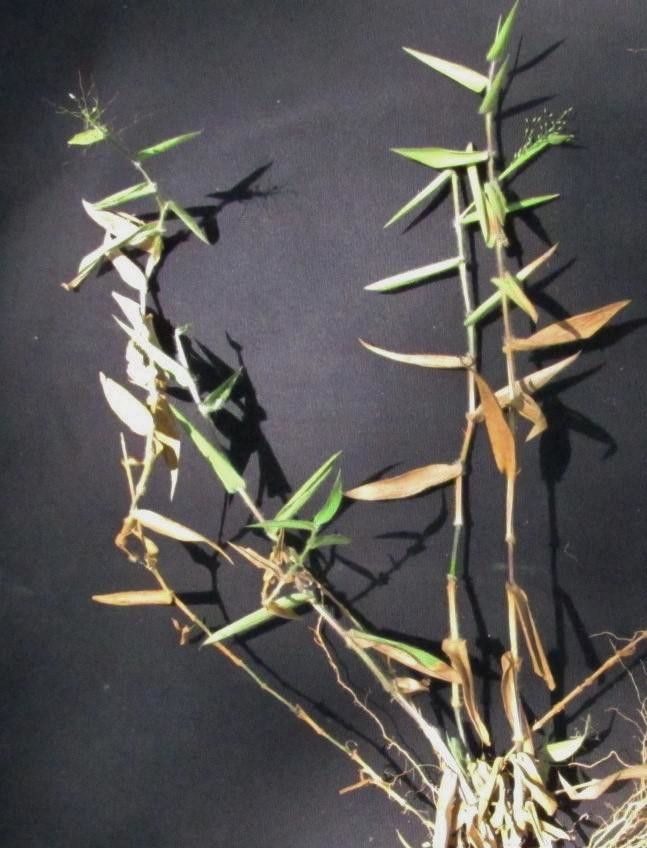 Panicum haenkeanum other