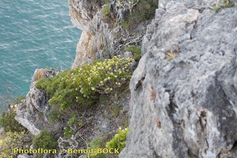 Convolvulus fernandesii bark