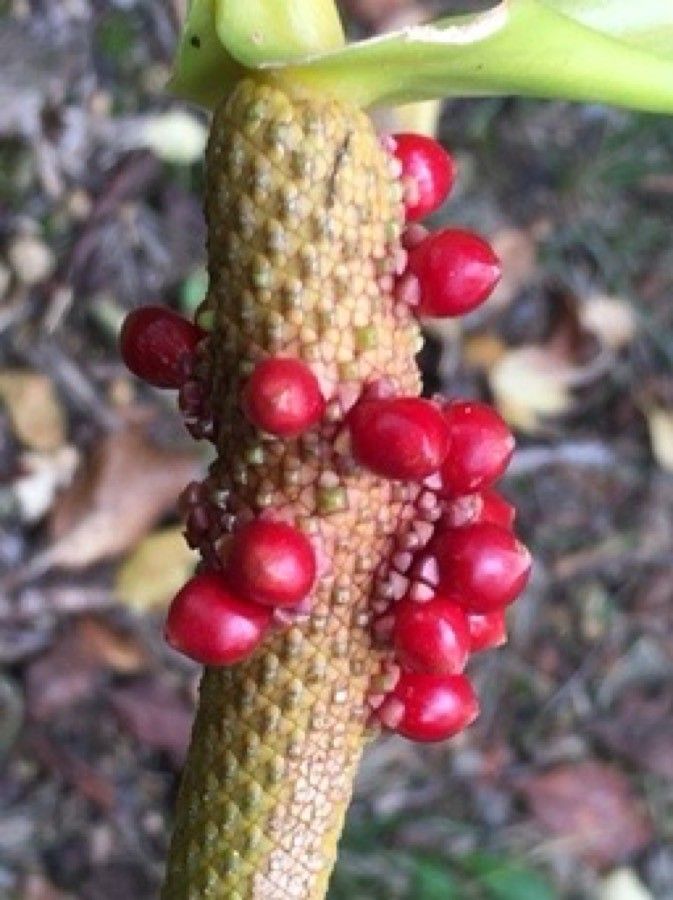 Anthurium cordatum fruit