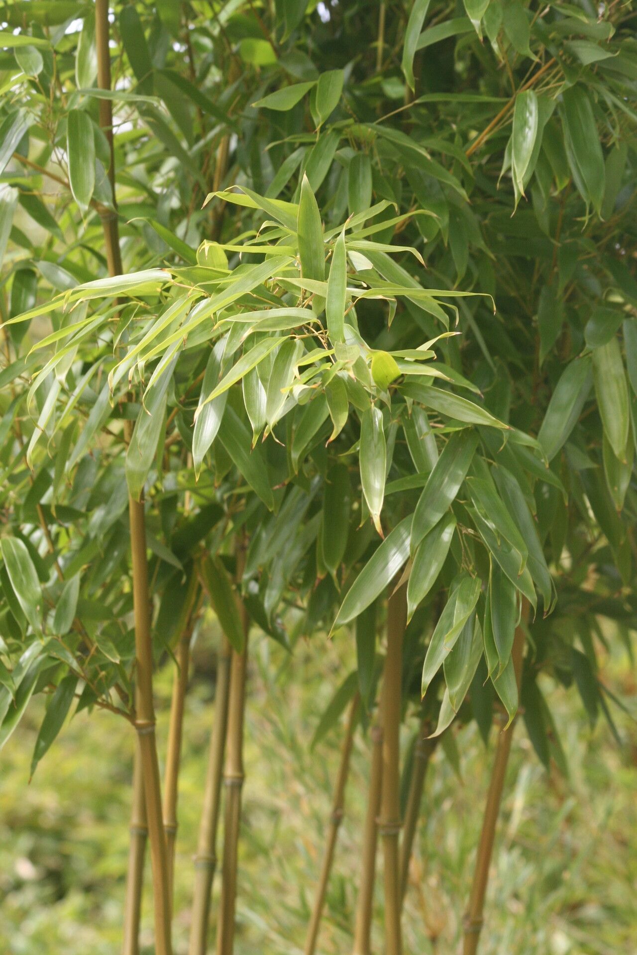 Phyllostachys nidularia — search result for 'Phyllostachys'