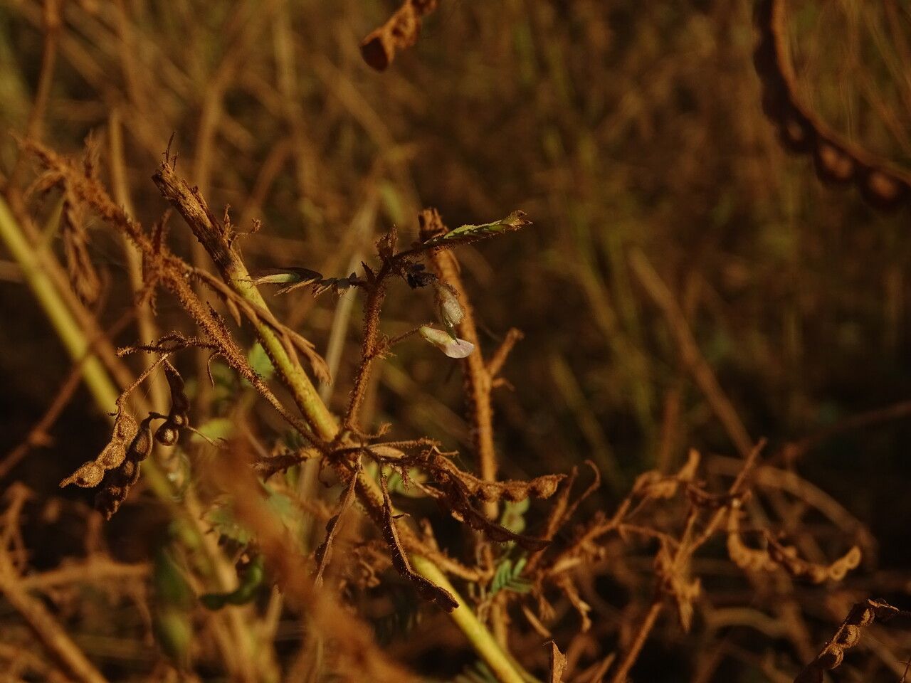 Aeschynomene indica flower