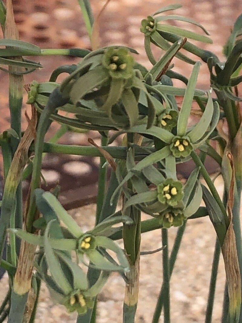 Narcissus viridiflorus flower