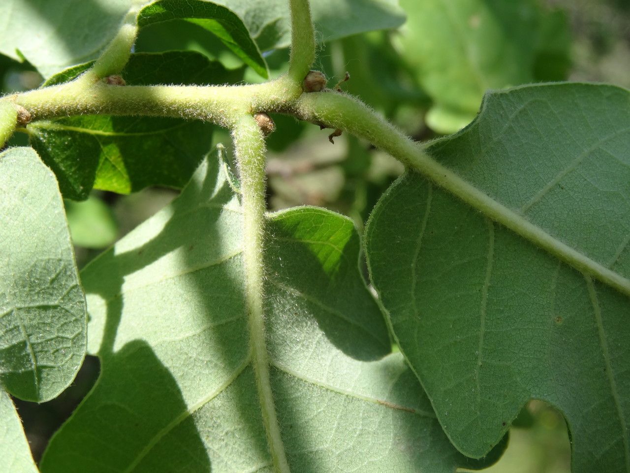 Quercus pubescens leaf