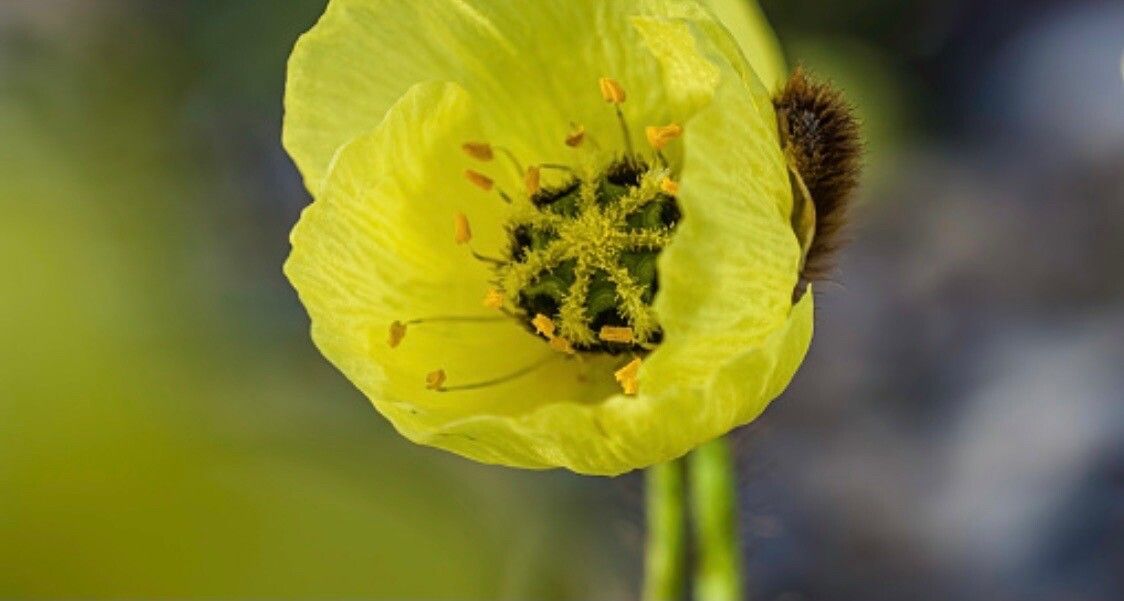 Papaver radicatum flower