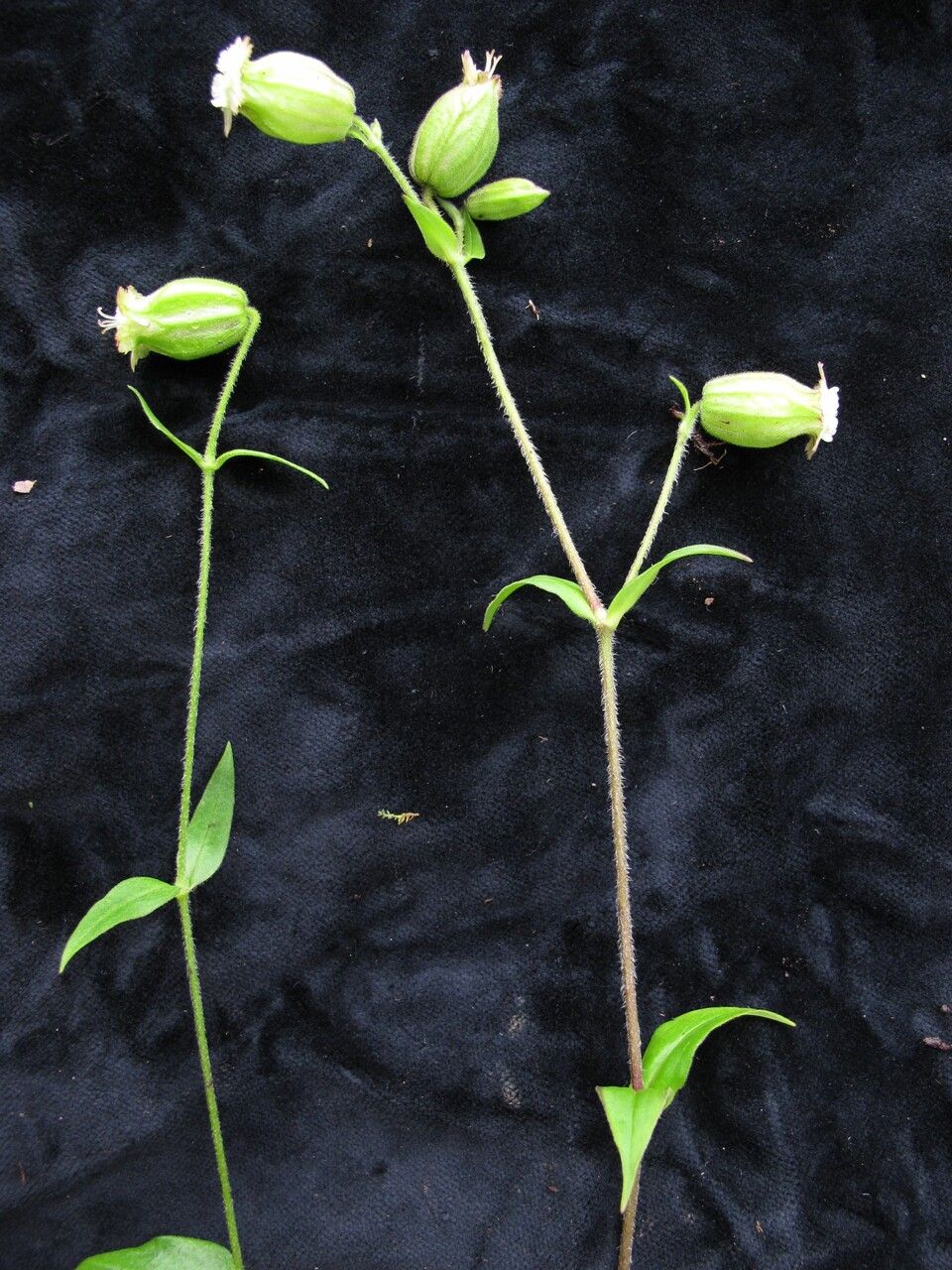 Silene indica habit