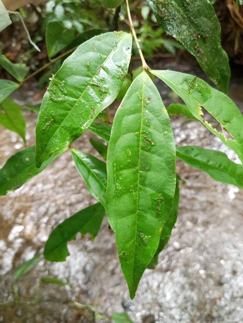 Eugenia basilaris — houseplant care guide