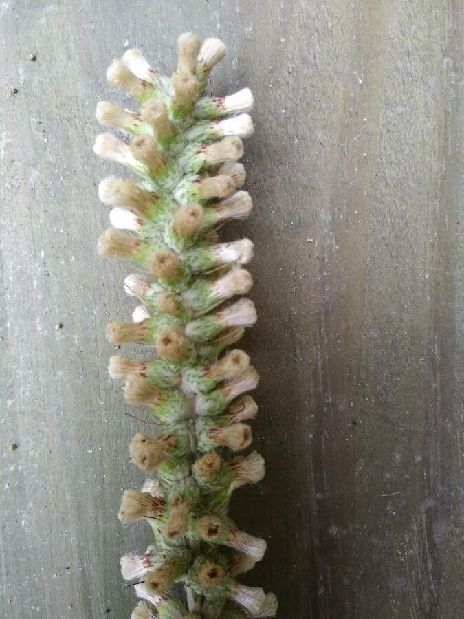 Pterocaulon virgatum flower