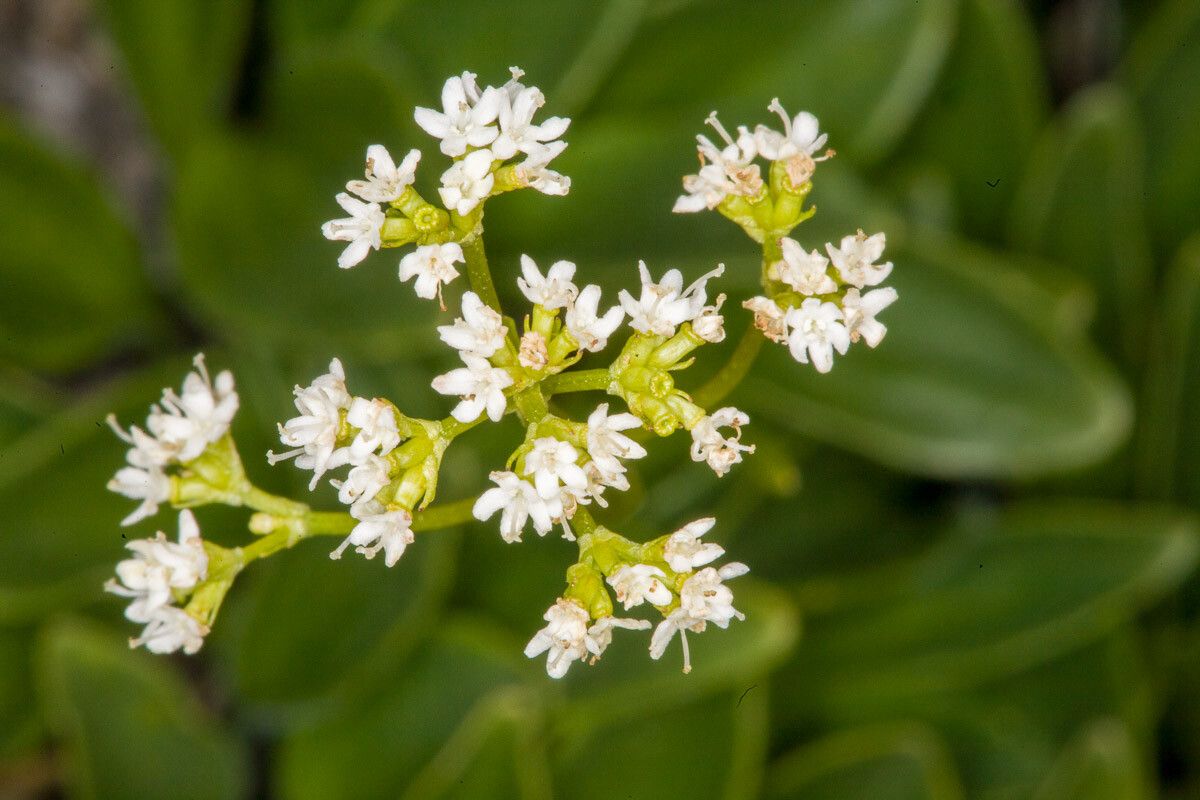 Valeriana saxatilis flower