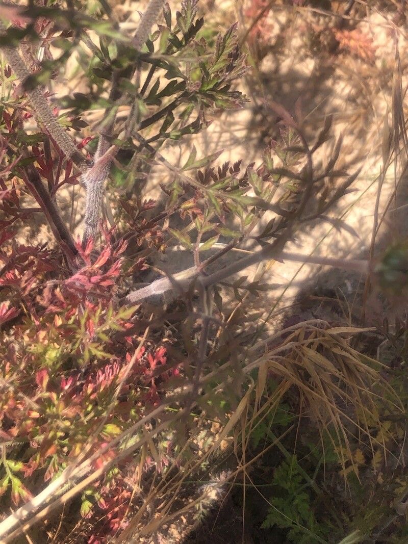 Visnaga daucoides leaf