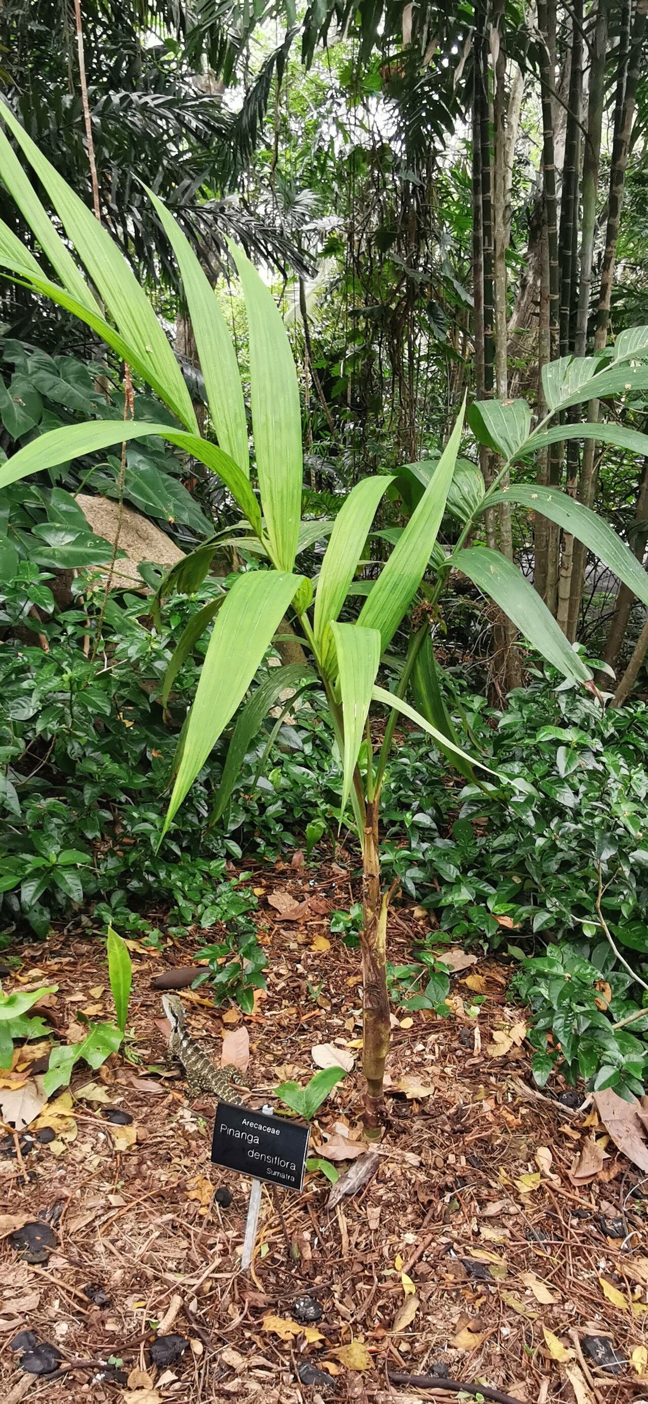 Pinanga densiflora habit