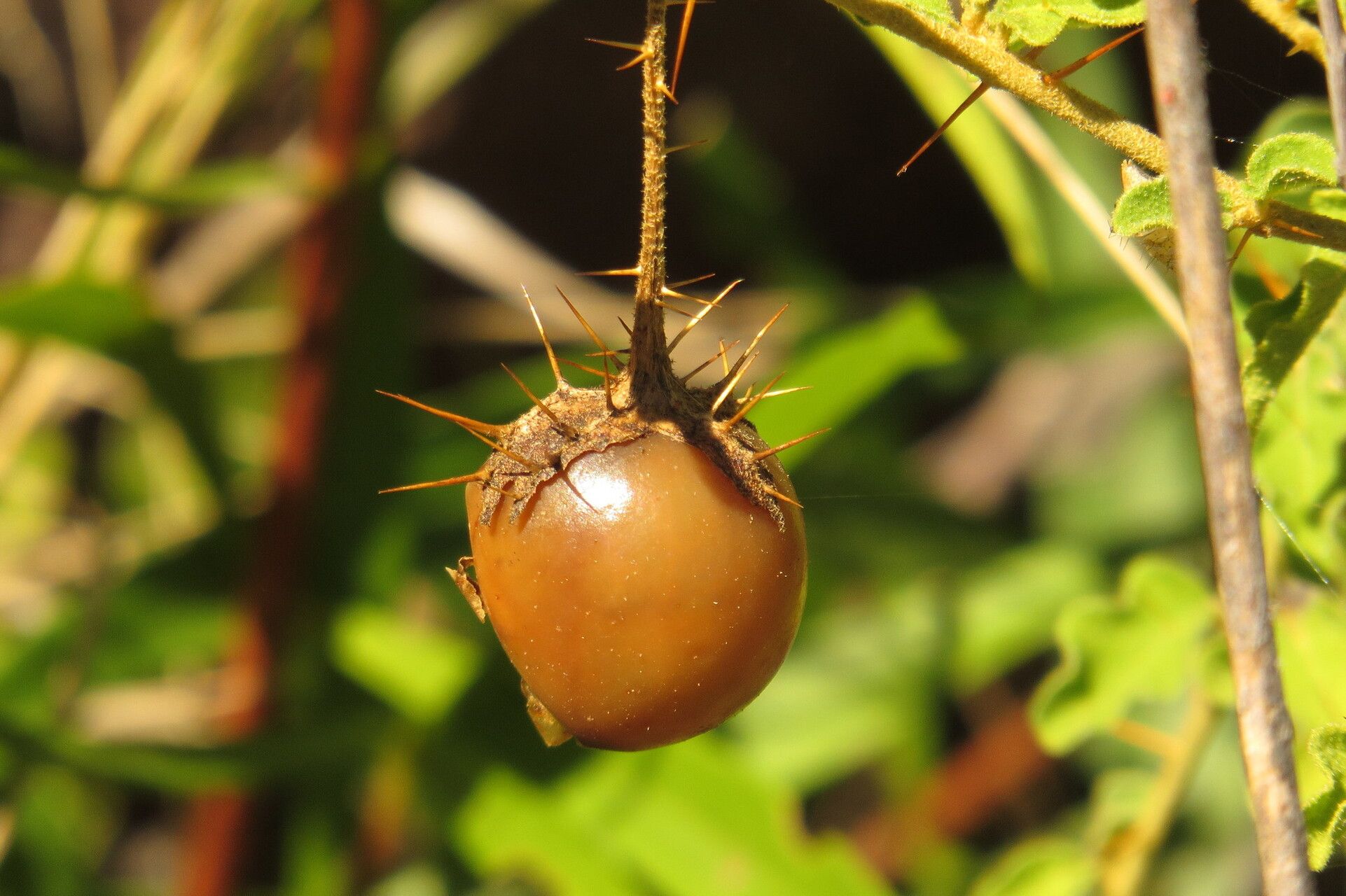 Solanum graniticum fruit