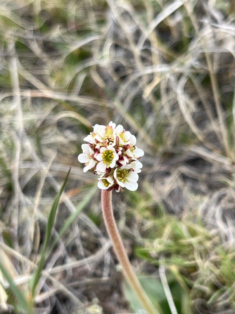 Micranthes rhomboidea flower