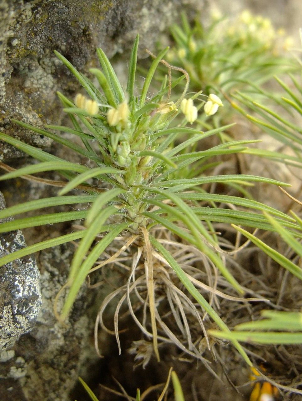 Plantago arborescens leaf
