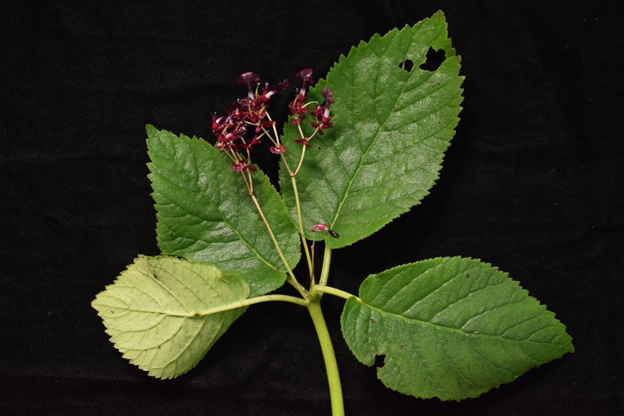 Didymocarpus primulifolius habit