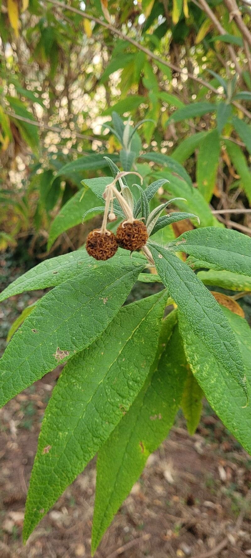 Buddleja x weyeriana fruit