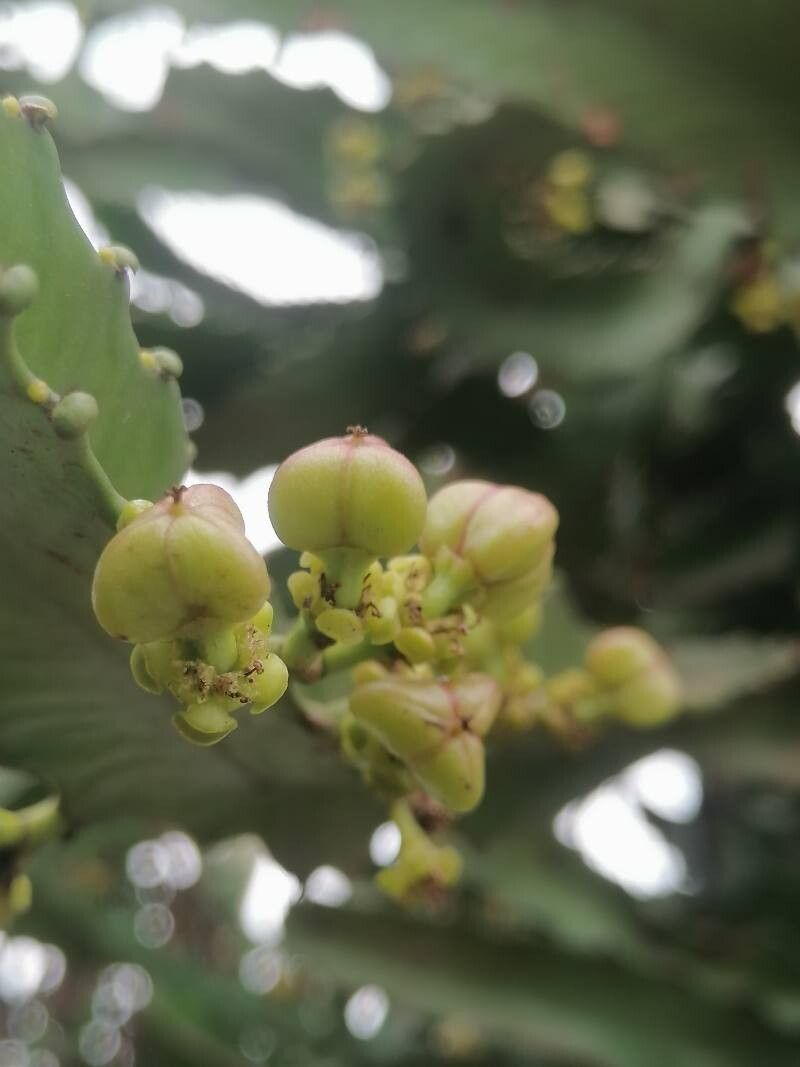 Euphorbia cussonioides — houseplant care guide