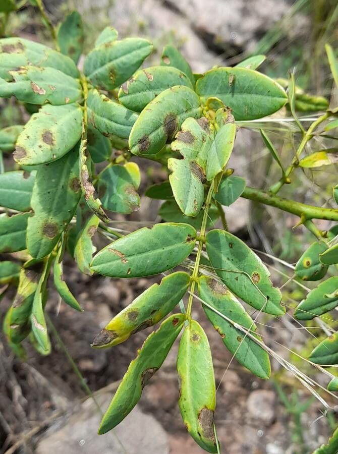 Senna subulata — search result for 'Senna'