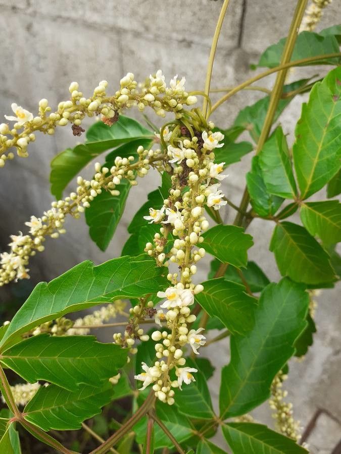 Urvillea ulmacea — houseplant care guide