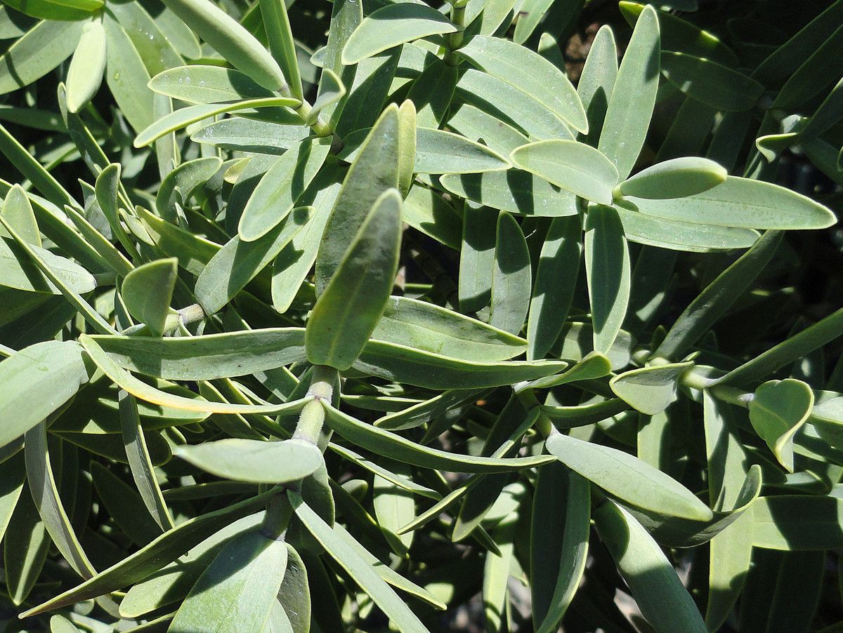 Veronica albicans leaf